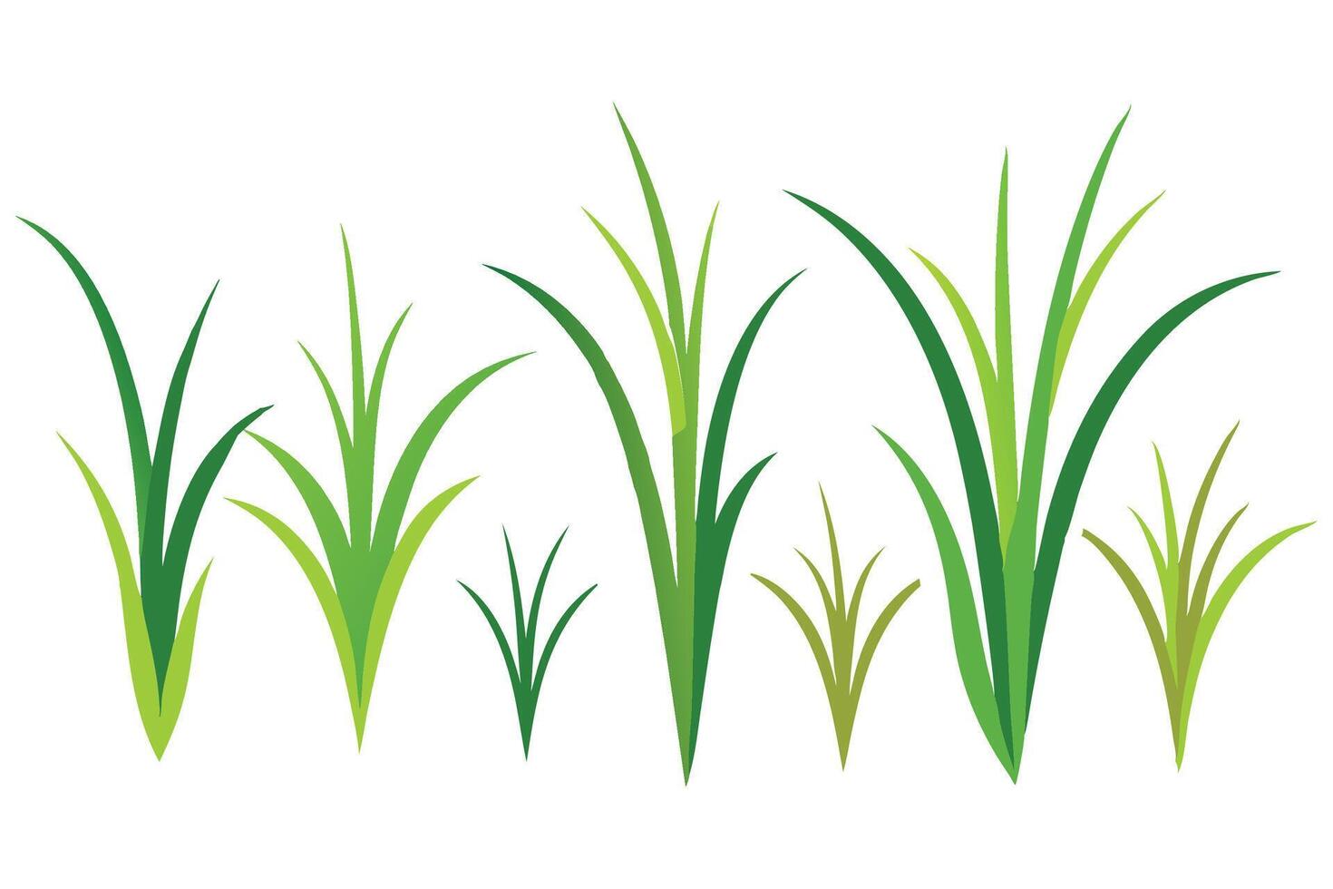 Fine Fescue grass set isolated flat illustration on white background. vector