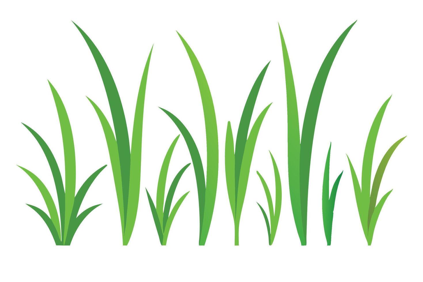 Kentucky Bluegrass grass set isolated flat illustration on white background. vector