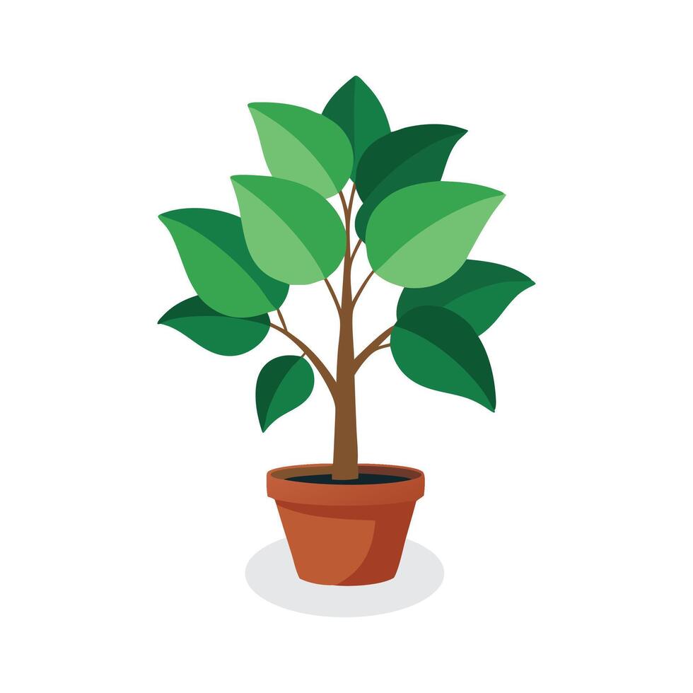 Ficus Natasja Home plant isolated flat illustration on white background vector