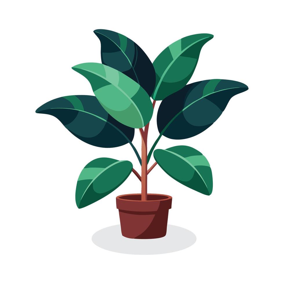 Ficus Rubber Home plant isolated flat illustration on white background vector