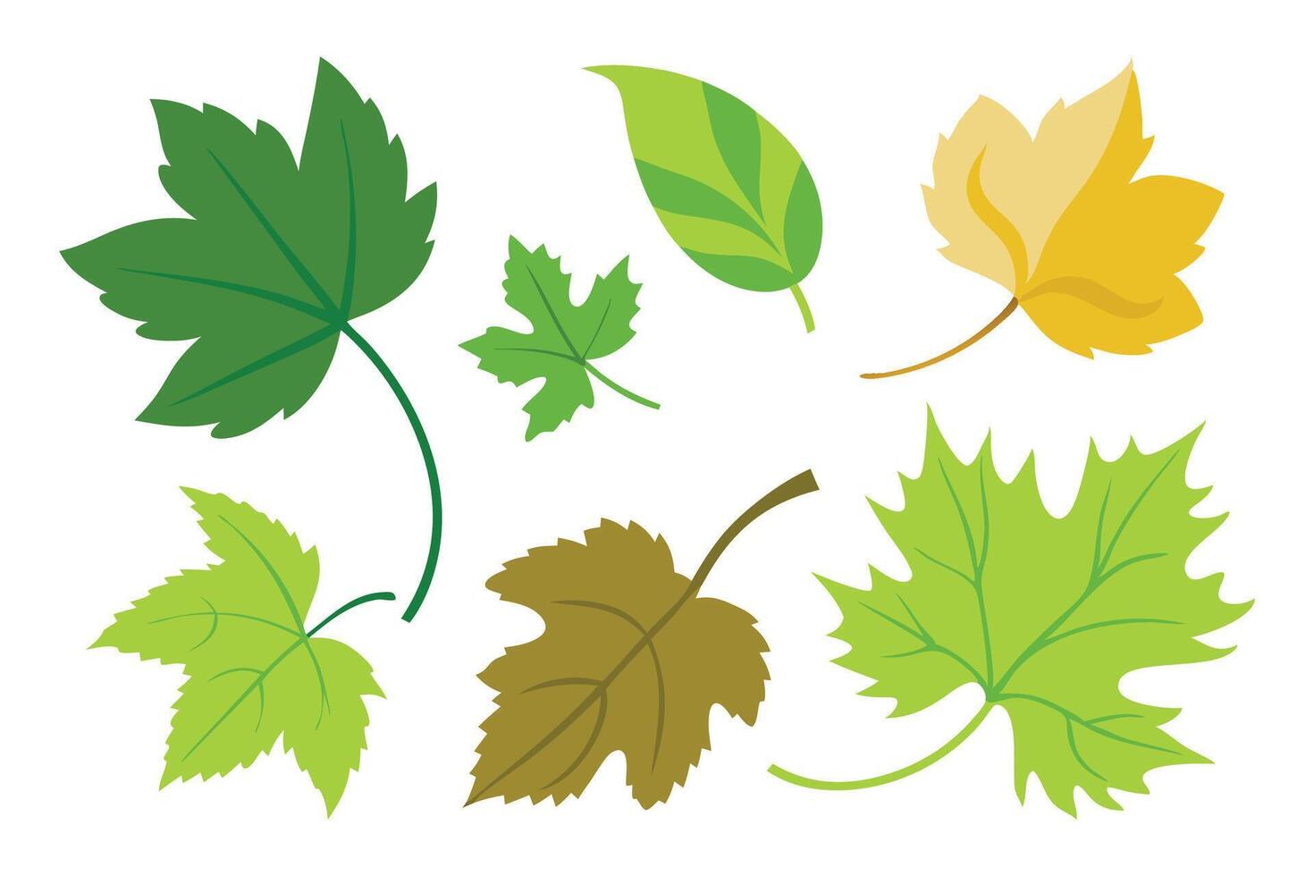 Vine Leaves set isolated flat illustration on white background. vector