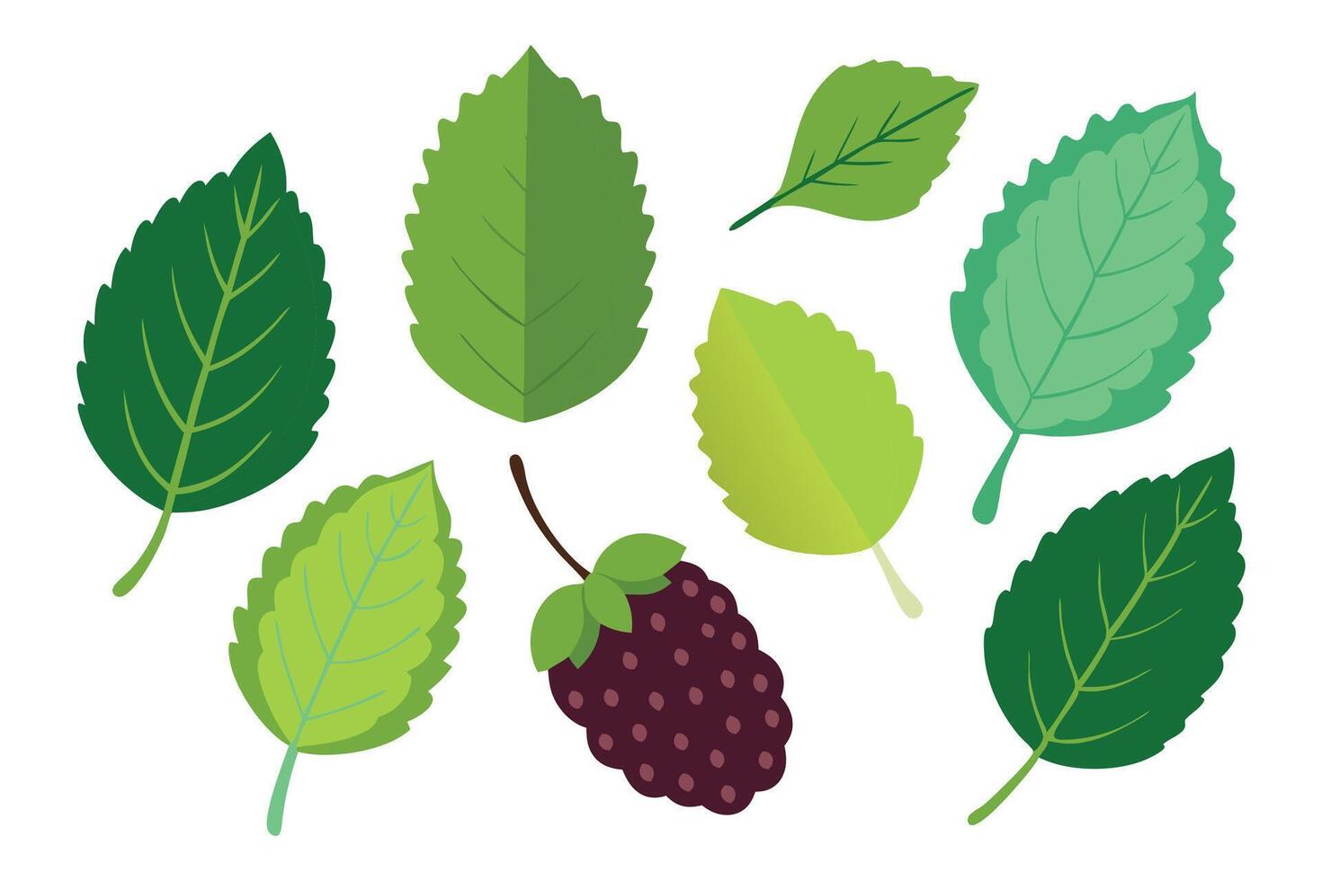 Mulberry with Leaves isolated flat illustration on white background vector
