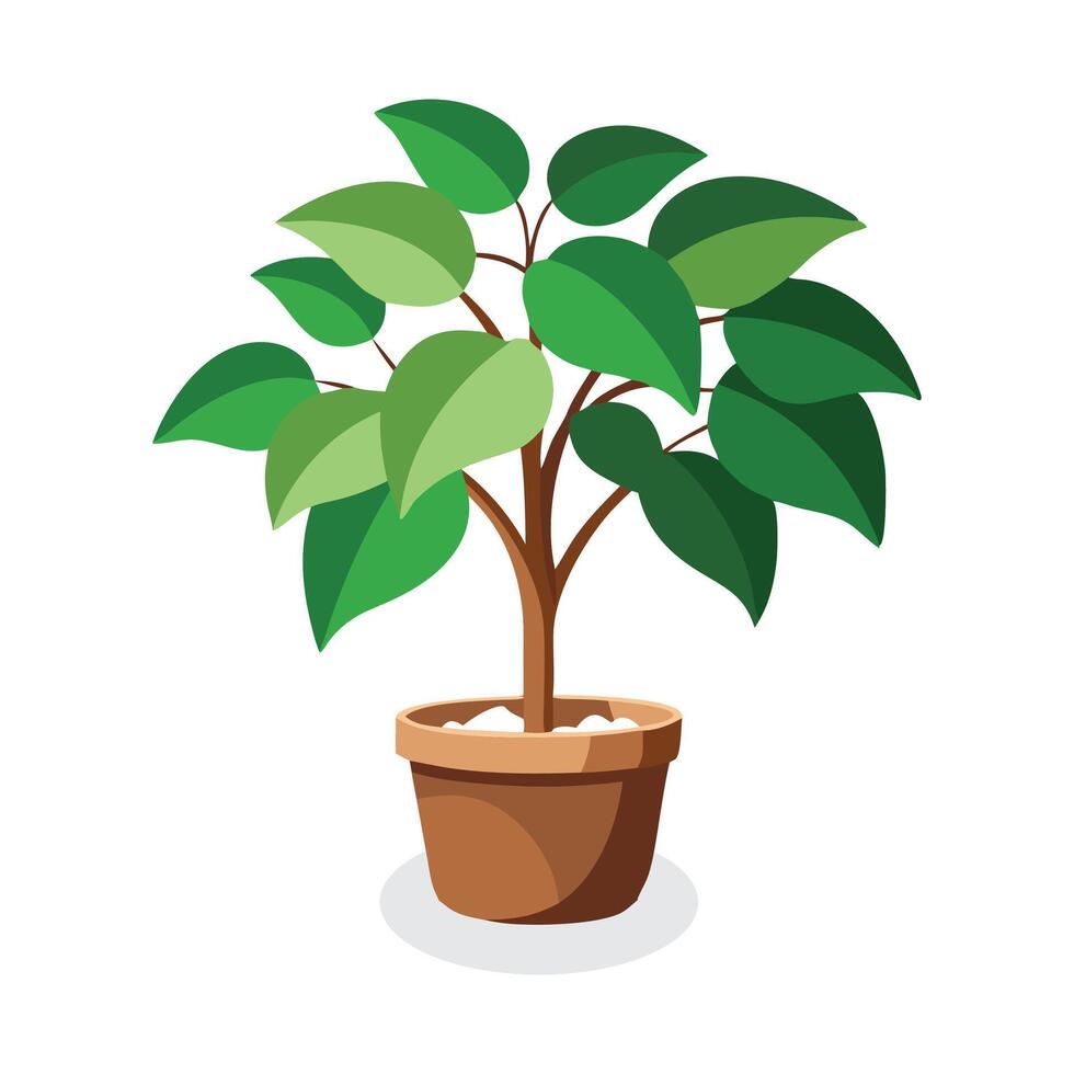 Ficus Benjamina plant isolated flat illustration on white background. vector