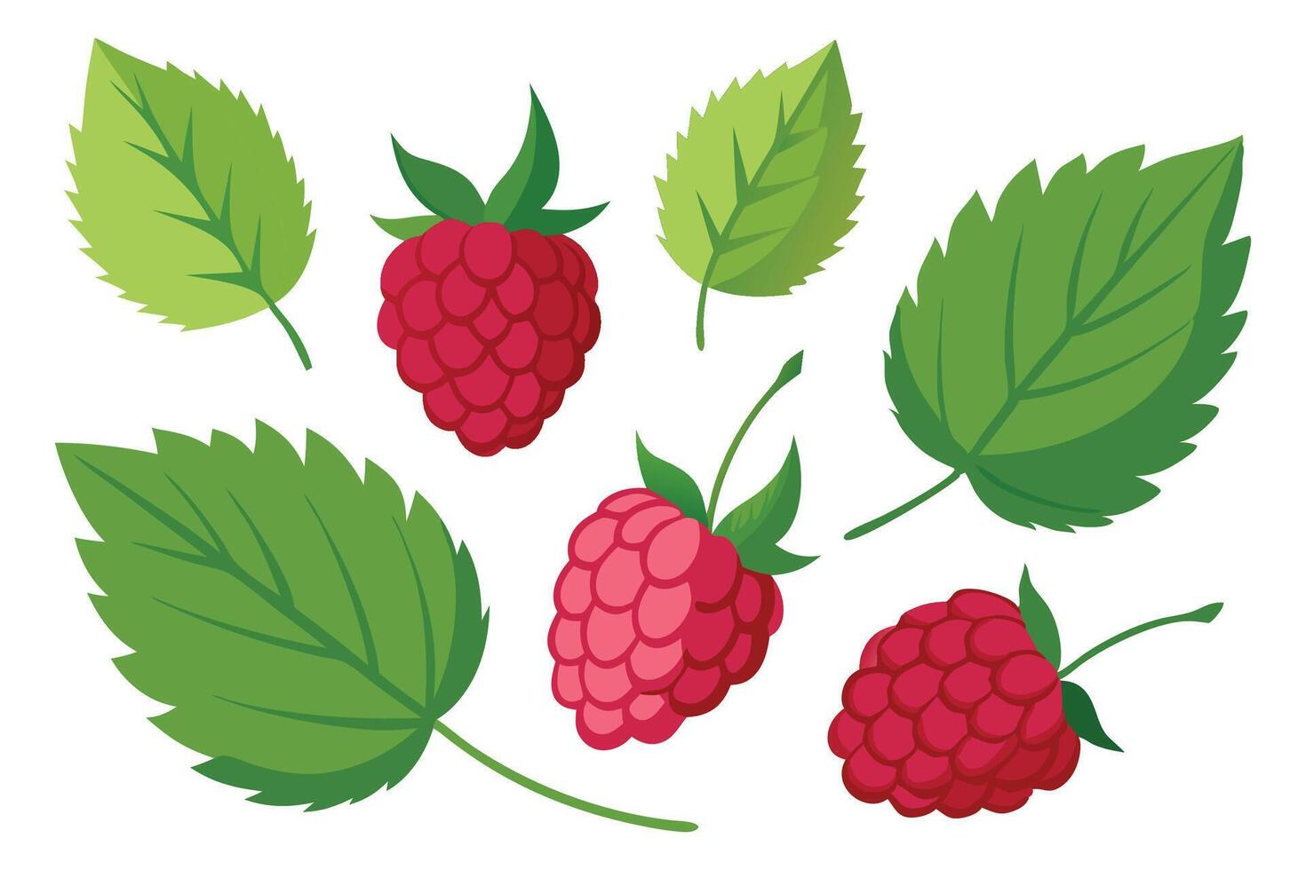 Raspberry with Leaves set isolated flat illustration on white background. vector