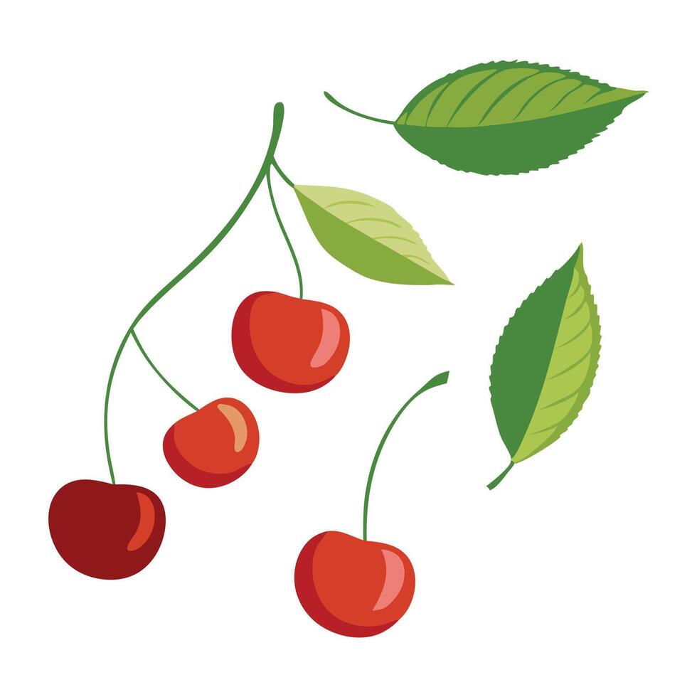 Wild cherry with Leaves set isolated flat illustration on white background vector