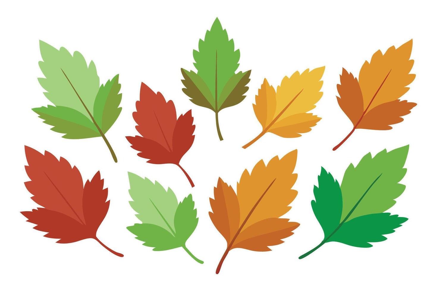 Hawthorn Leaves isolated flat illustration on white background vector
