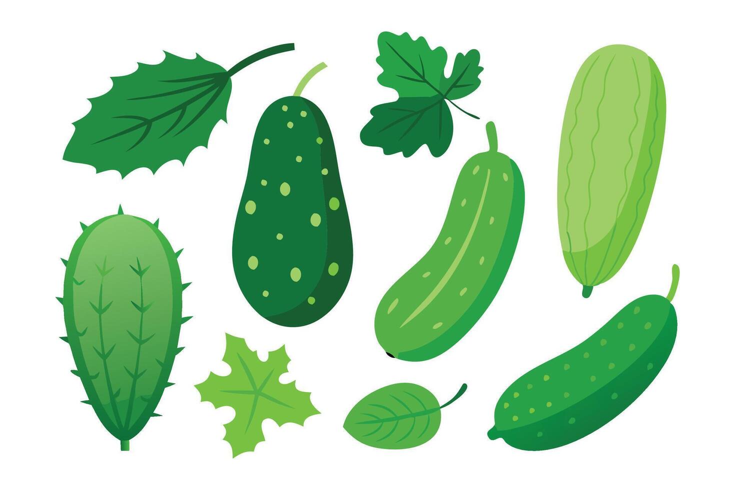 Cucumber with Leaves set isolated flat illustration on white background vector