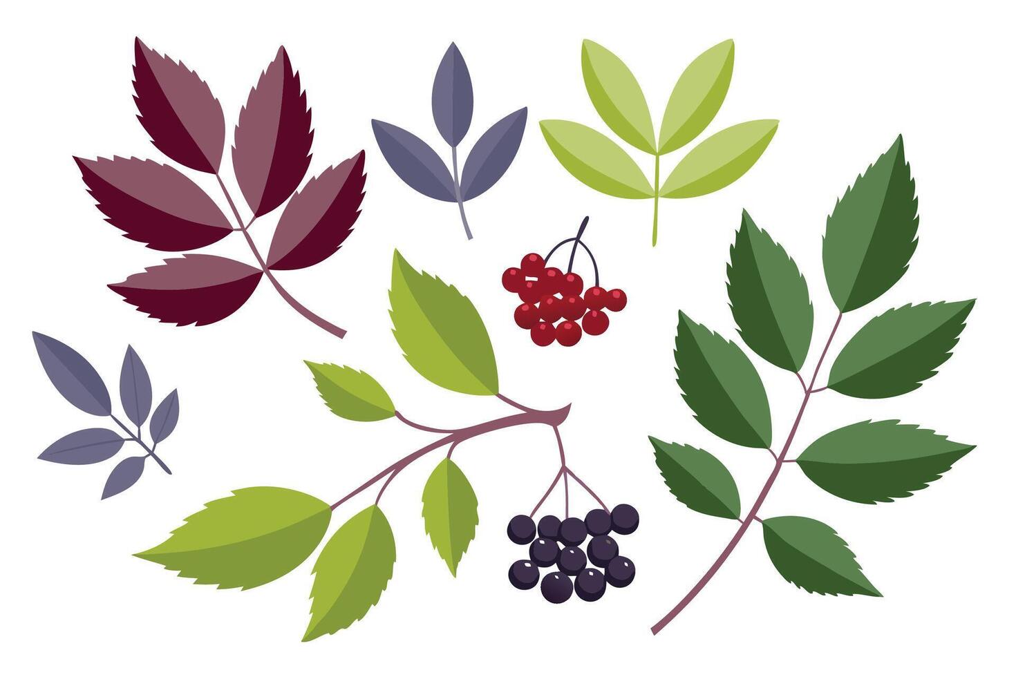 Elderberry Leaves set isolated flat illustration on white background. vector