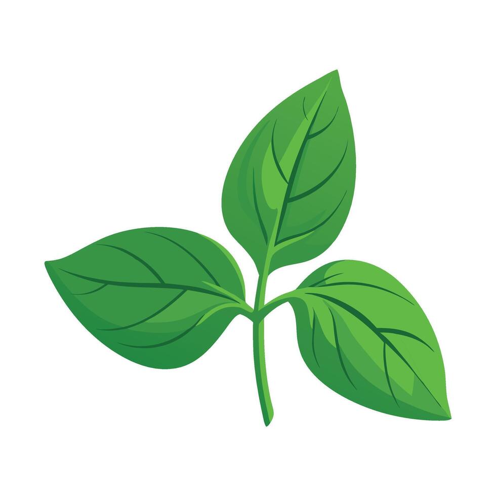 Basil Leaves isolated flat illustration on white background vector
