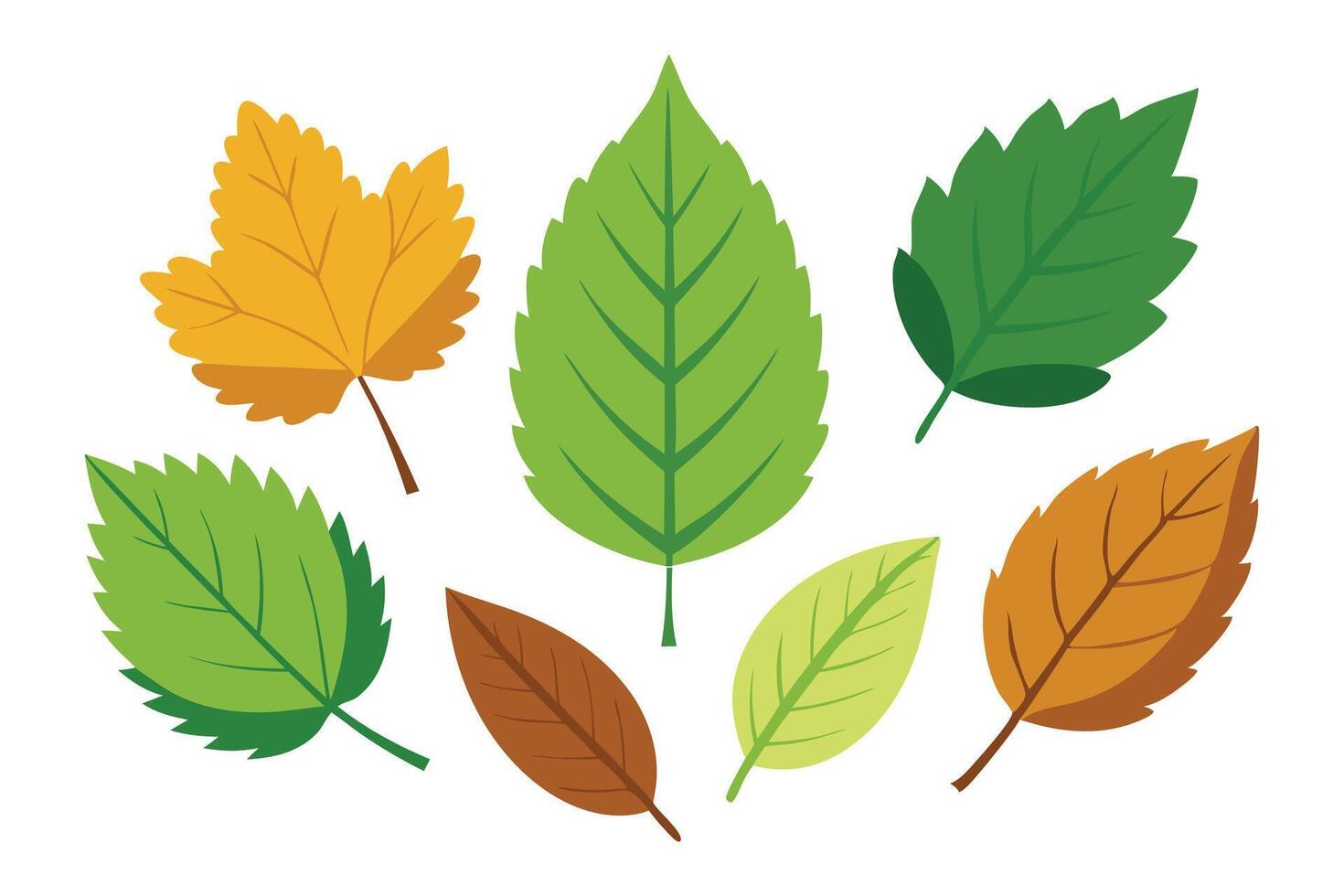 Hazel Leaves set isolated flat illustration on white background vector