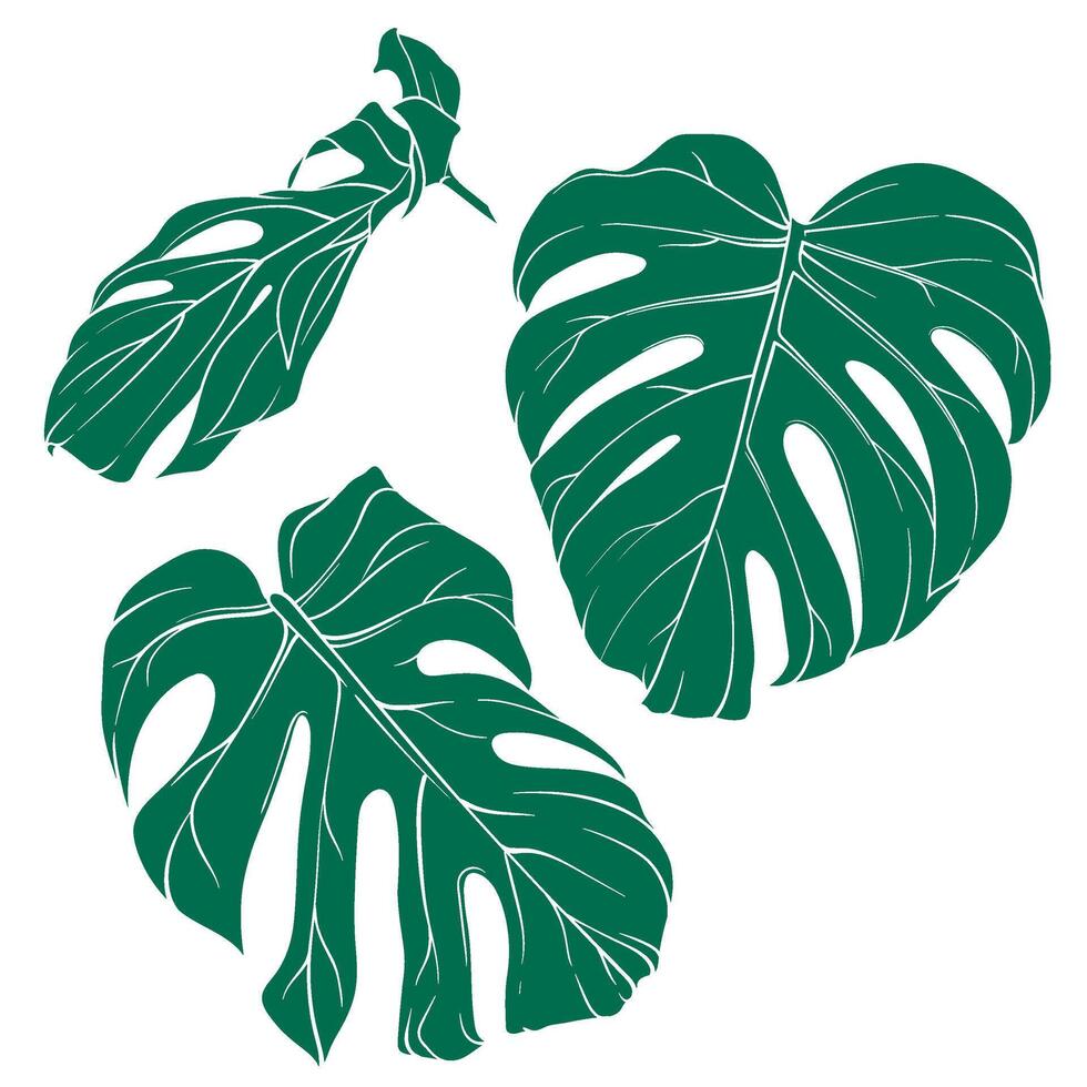 set of monstera leaf illustrations, detailed close up of tropical plant leaves, jungle or botanical garden element vector