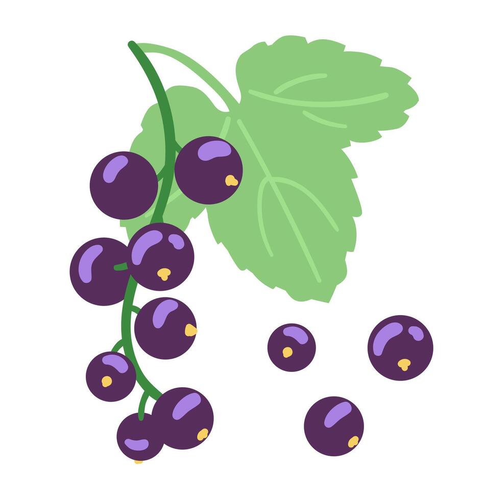 Black currant with leaf illustration isolated on white. vector