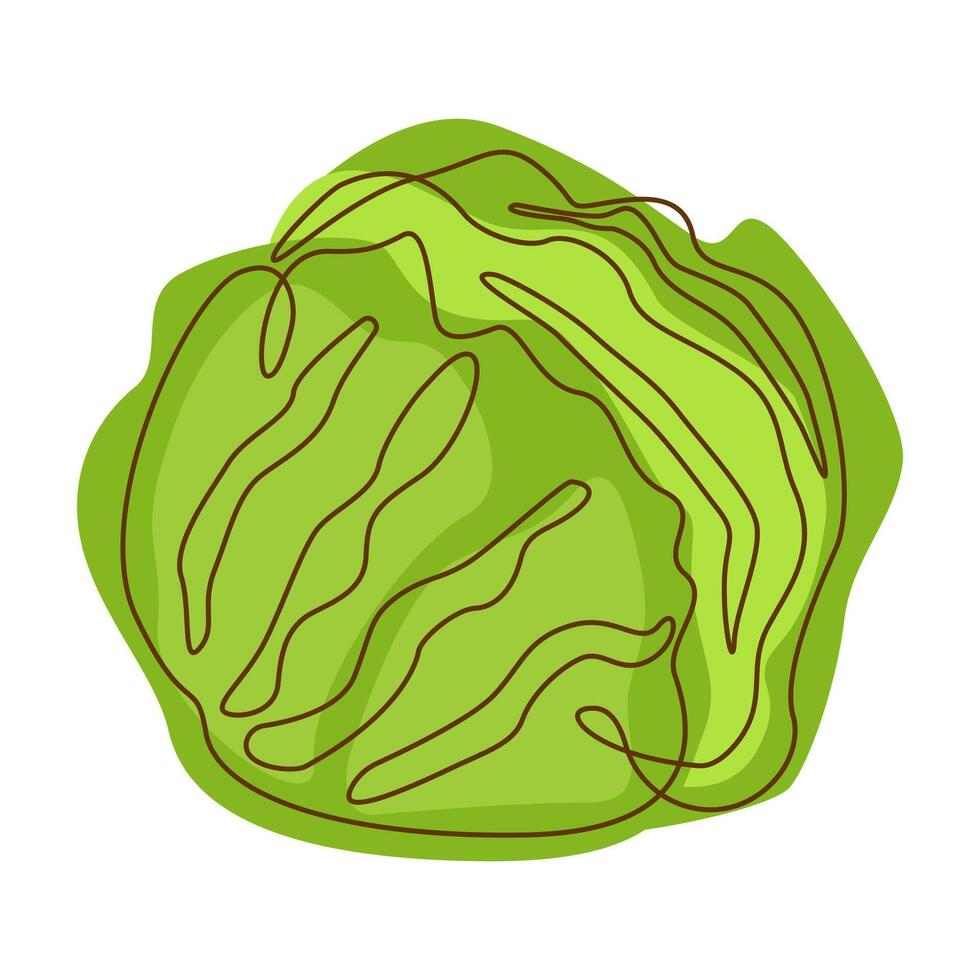 Healthy Green Food Cabbage Vegetable in Line Art Design vector