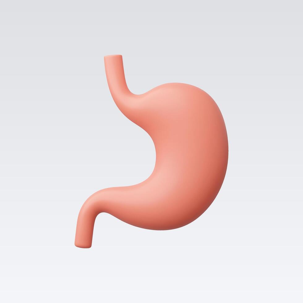 3d Realistic Human stomach icon vector