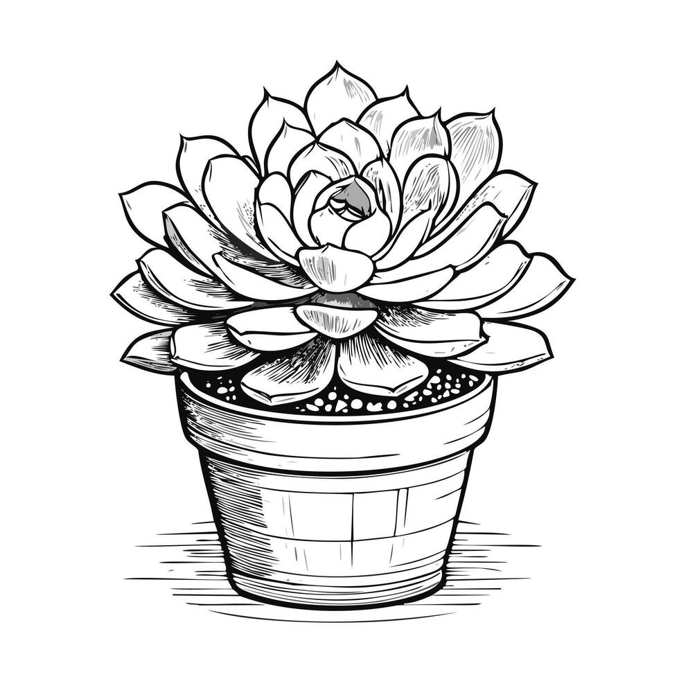 Echeveria Plant Leaf Green Nature Pot Foliage vector