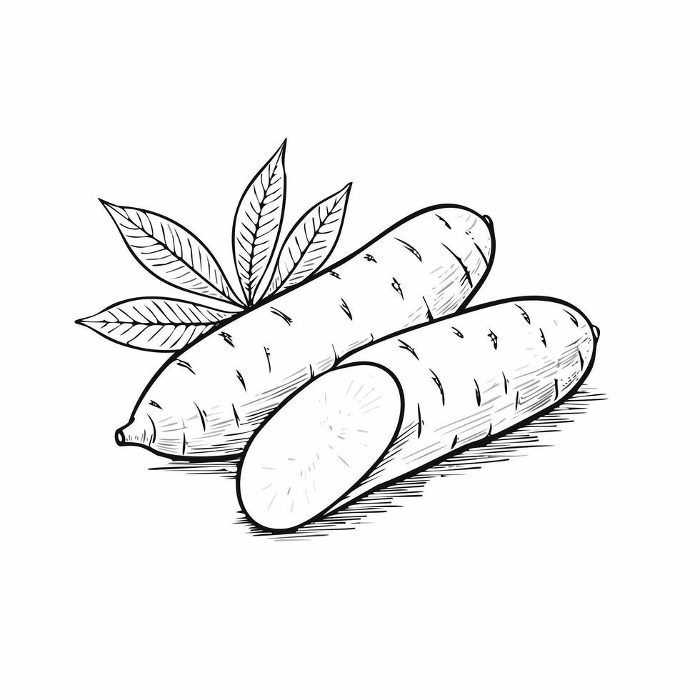 Cassava Vegetable Food Organic Fresh Vitamin vector
