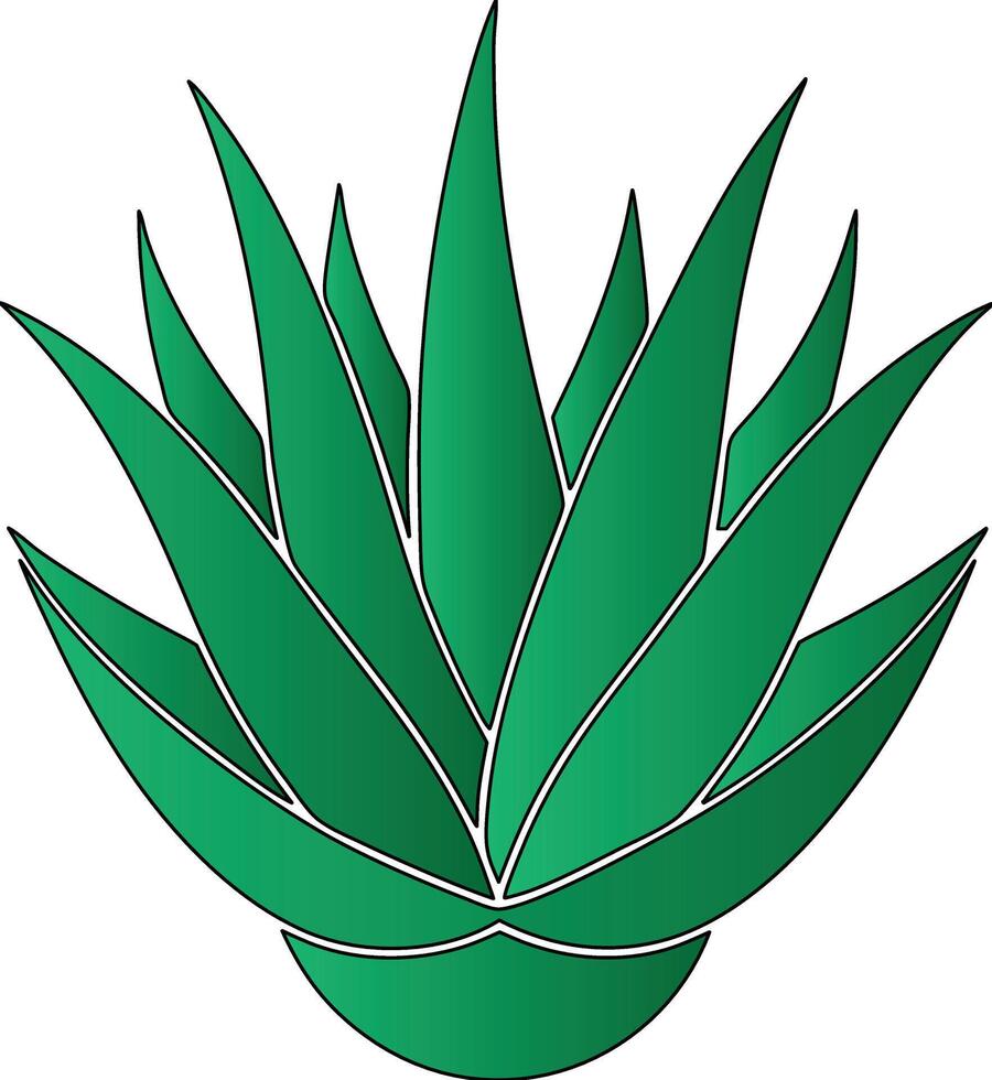 An aloe vera plant with leaves vector