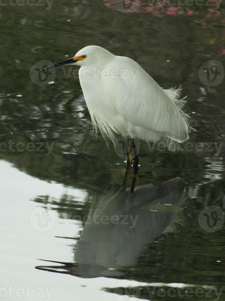 Snowy Egret Wading 2 photo