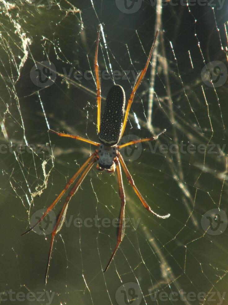 Golden Orb Weaver Spider on a Web photo