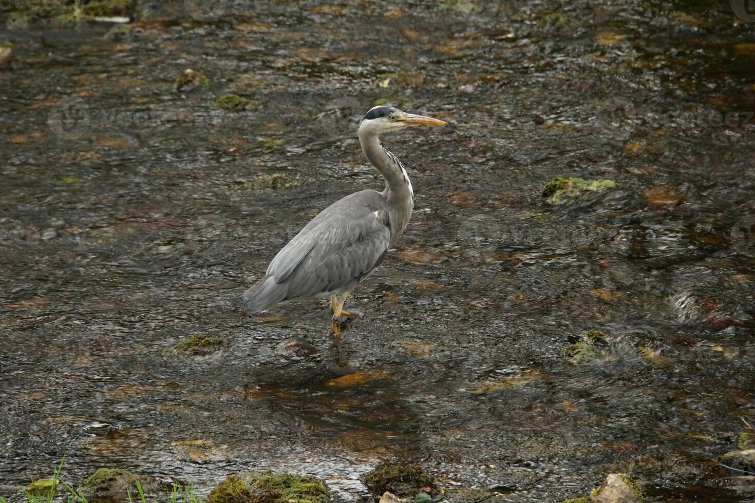 Grey Heron Wading photo