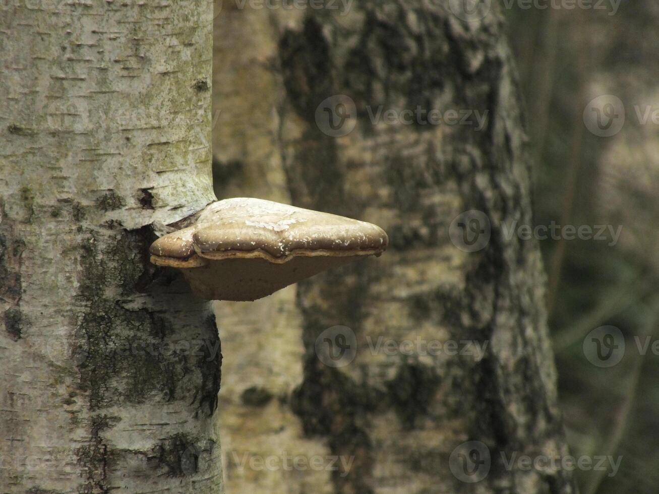Birch Polymore on a Tree photo