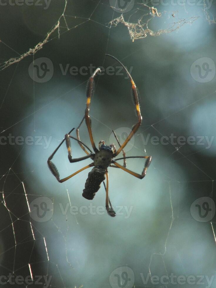 Golden Orb Weaver Spider on a Web 2 photo