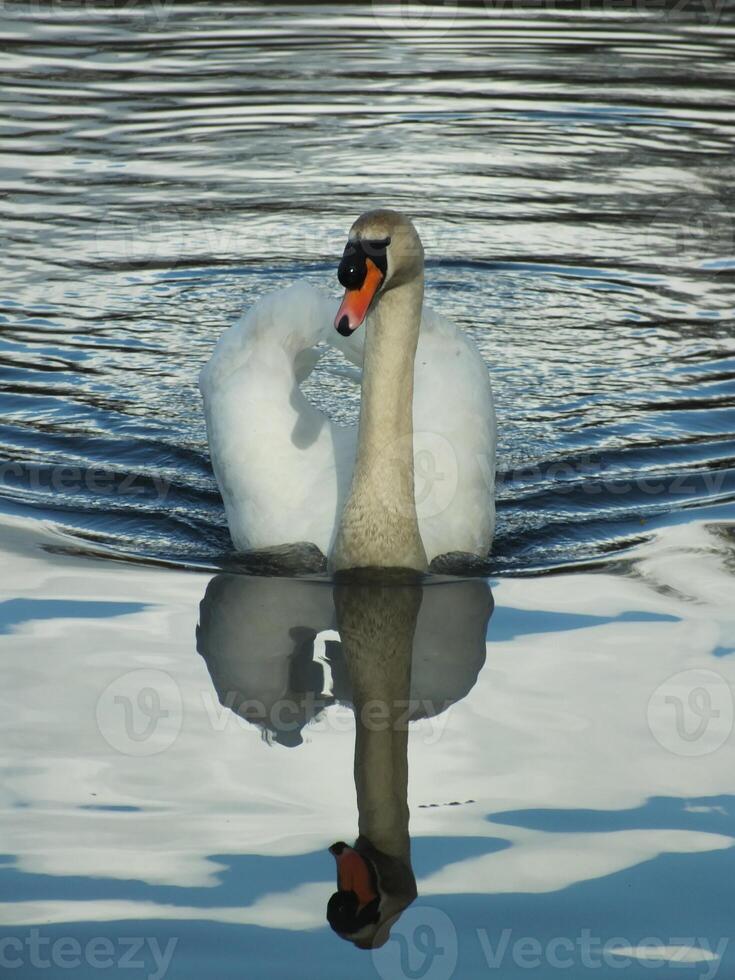 Cruising Mute Swan photo