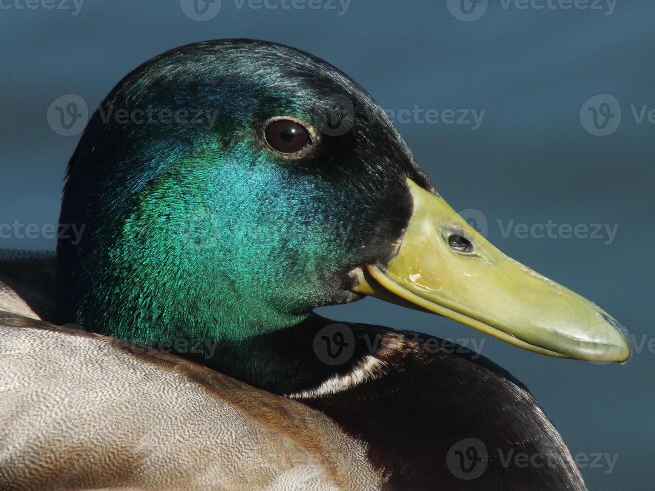 Mallard Drake Portrait photo
