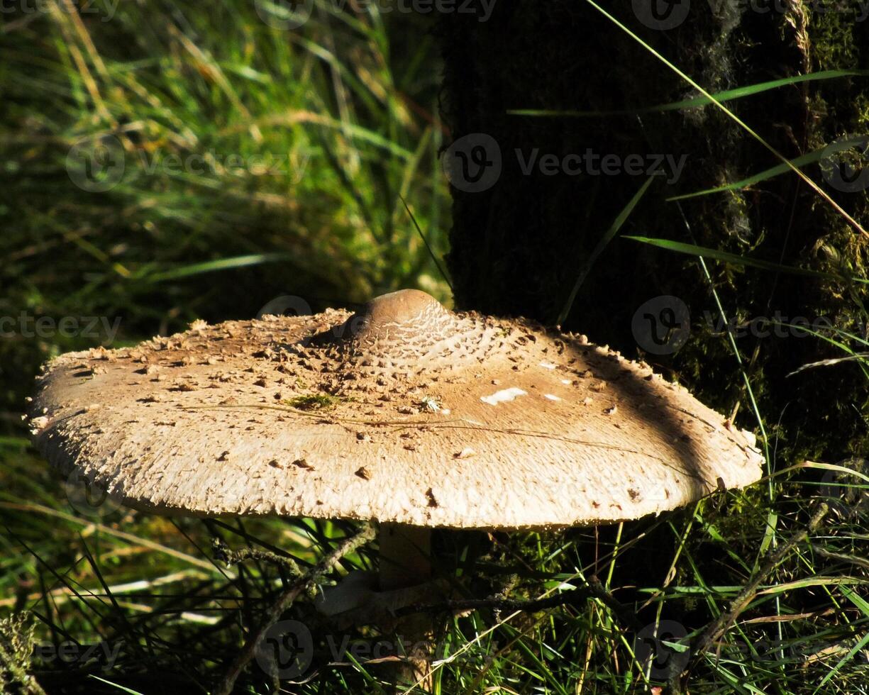 Parasol Mushroom in a Field photo