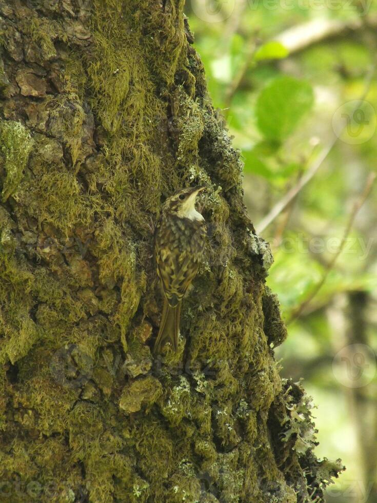 Treecreeper Blending In photo