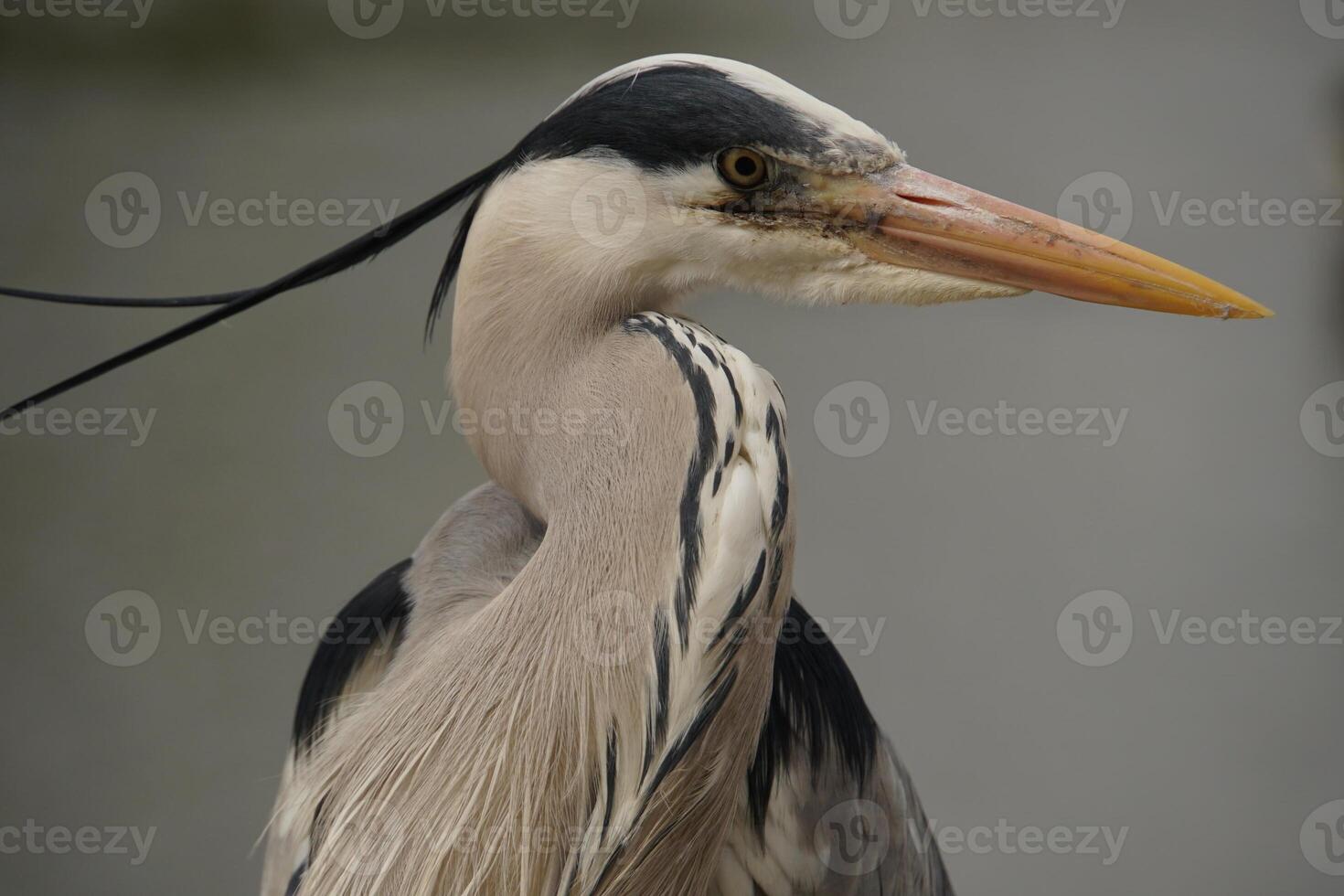 Grey Heron Portrait 2 photo
