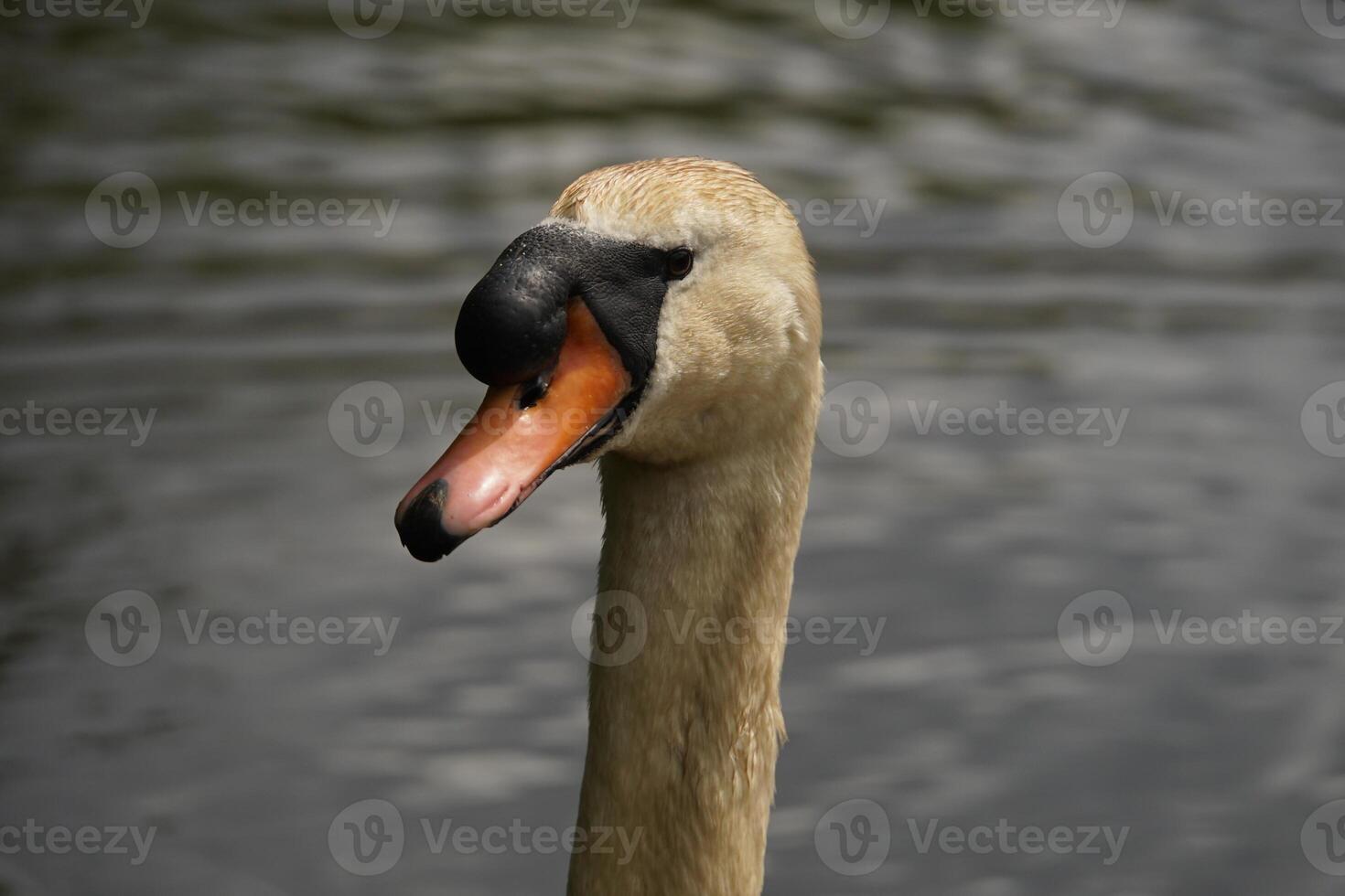 Mute Swan Portrait photo