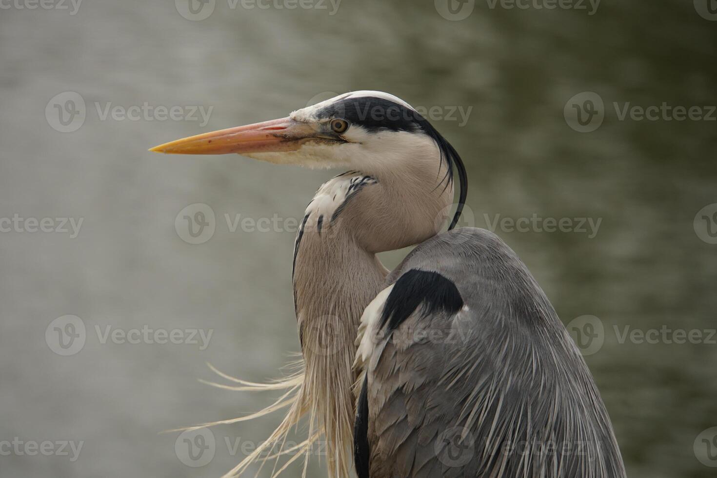 Grey Heron Portrait 4 photo