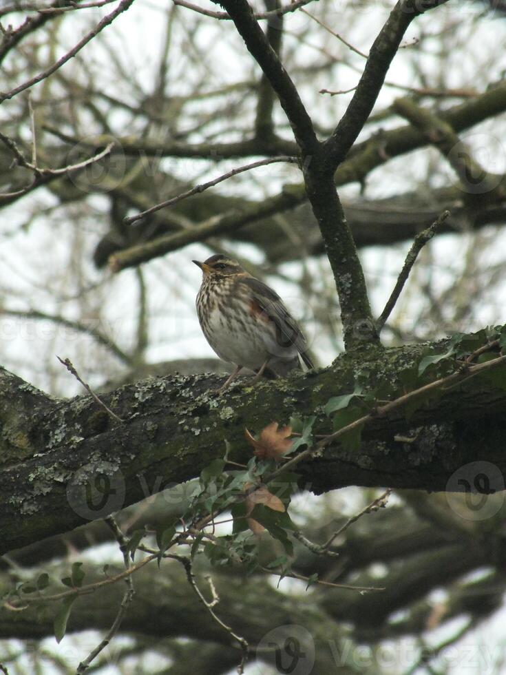 Redwing Perching in a Tree photo