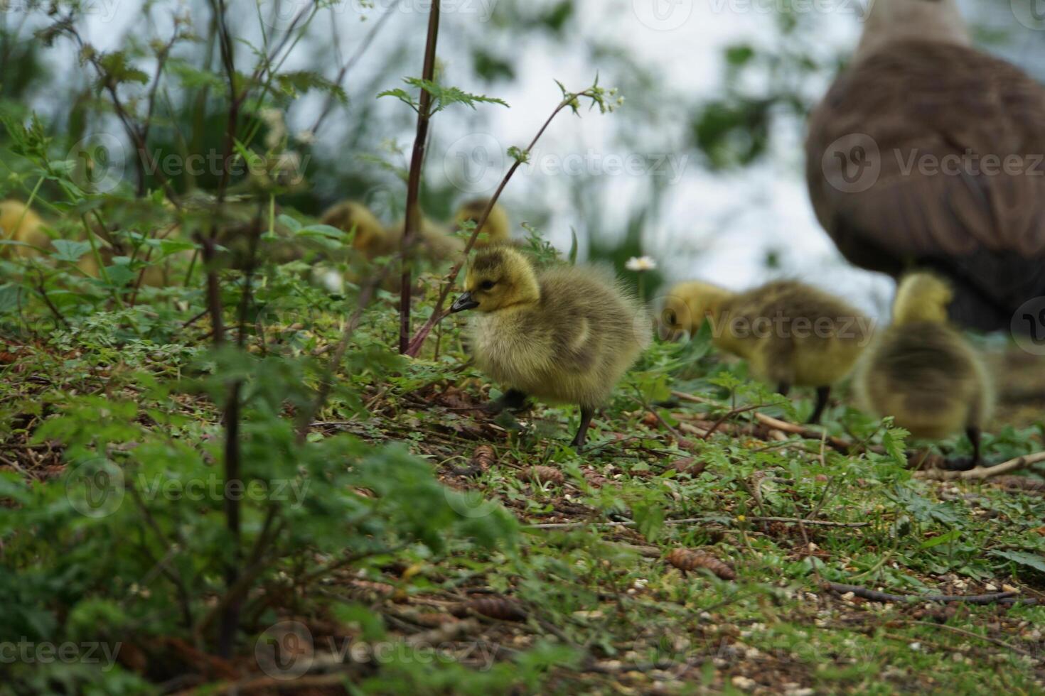 Canada Gosling Family 2 photo