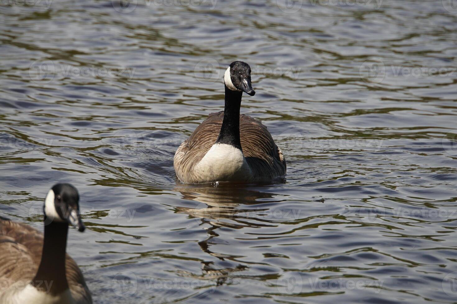 Canada Goose Swimming 4 photo