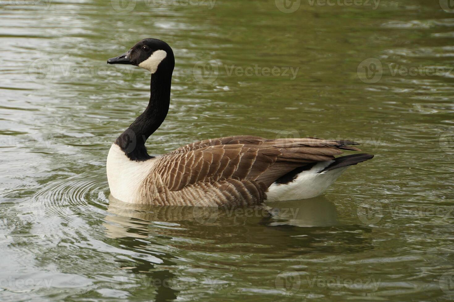 Canada Goose Swimming 2 photo