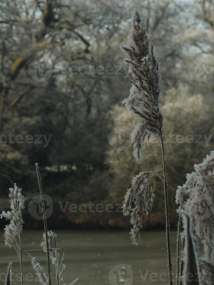 Frozen Reeds in Winter photo