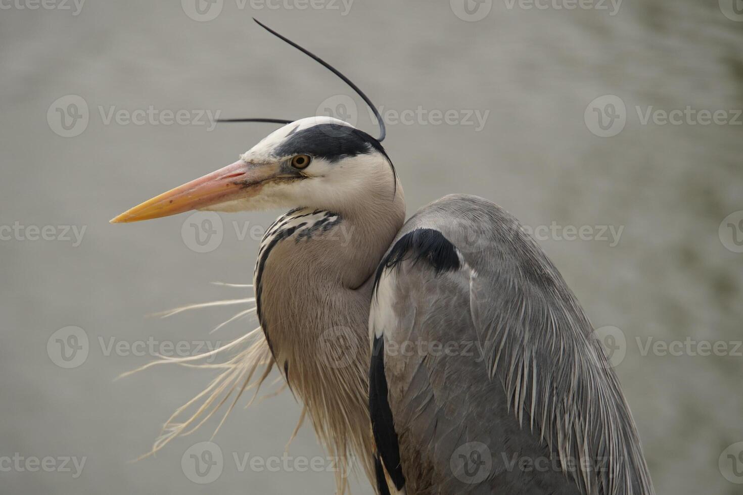 Grey Heron in the Wind 2 photo