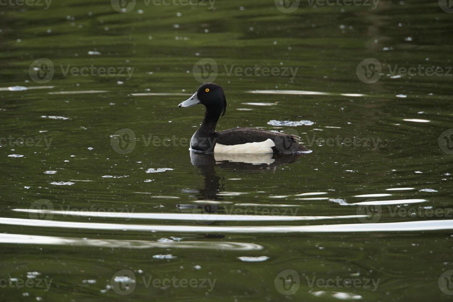 Swimming Tufted Duck 6 photo