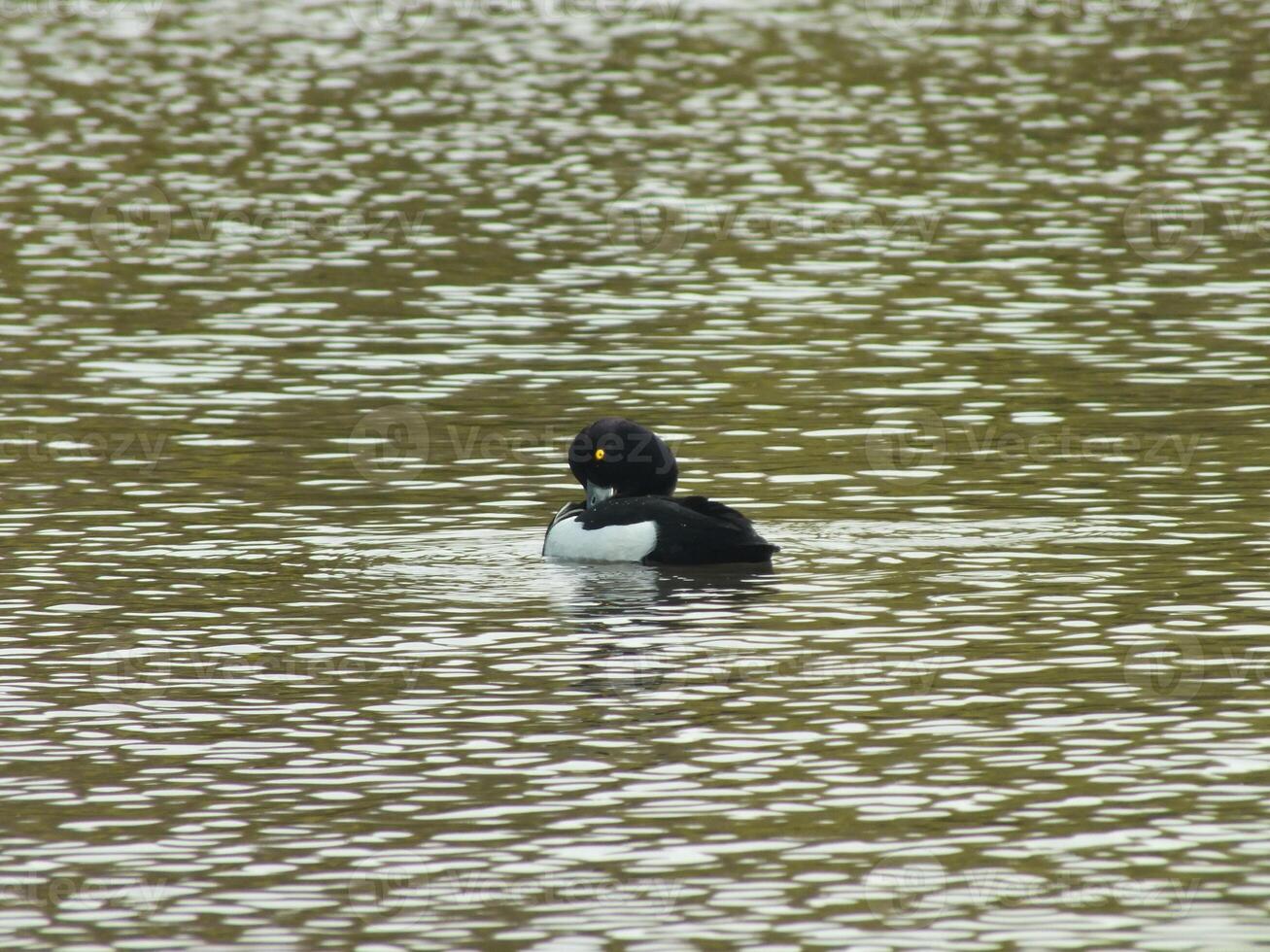 Tufted Duck Preening photo