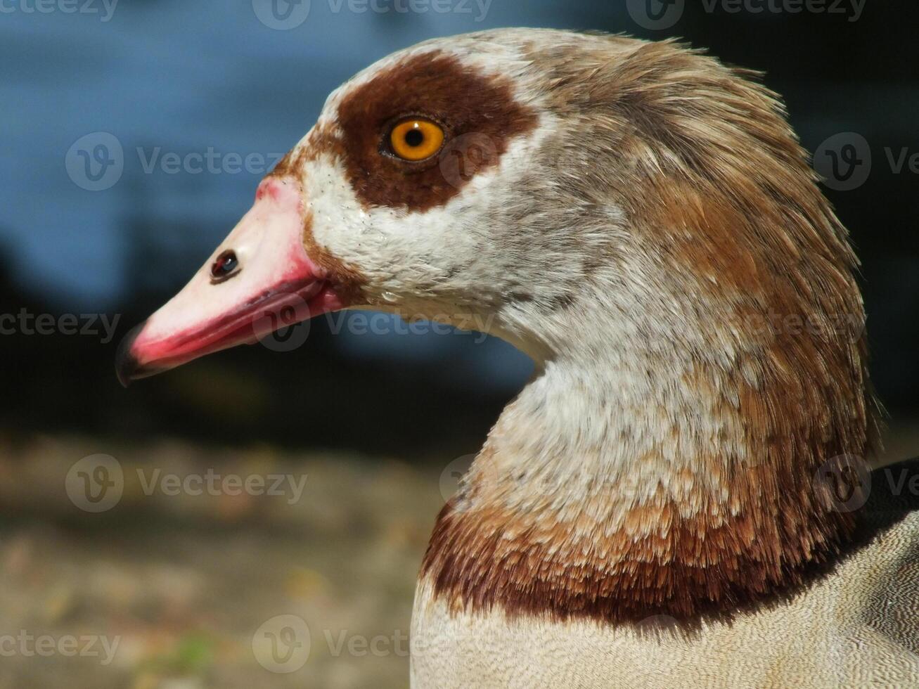 Egyptian Goose Portrait photo