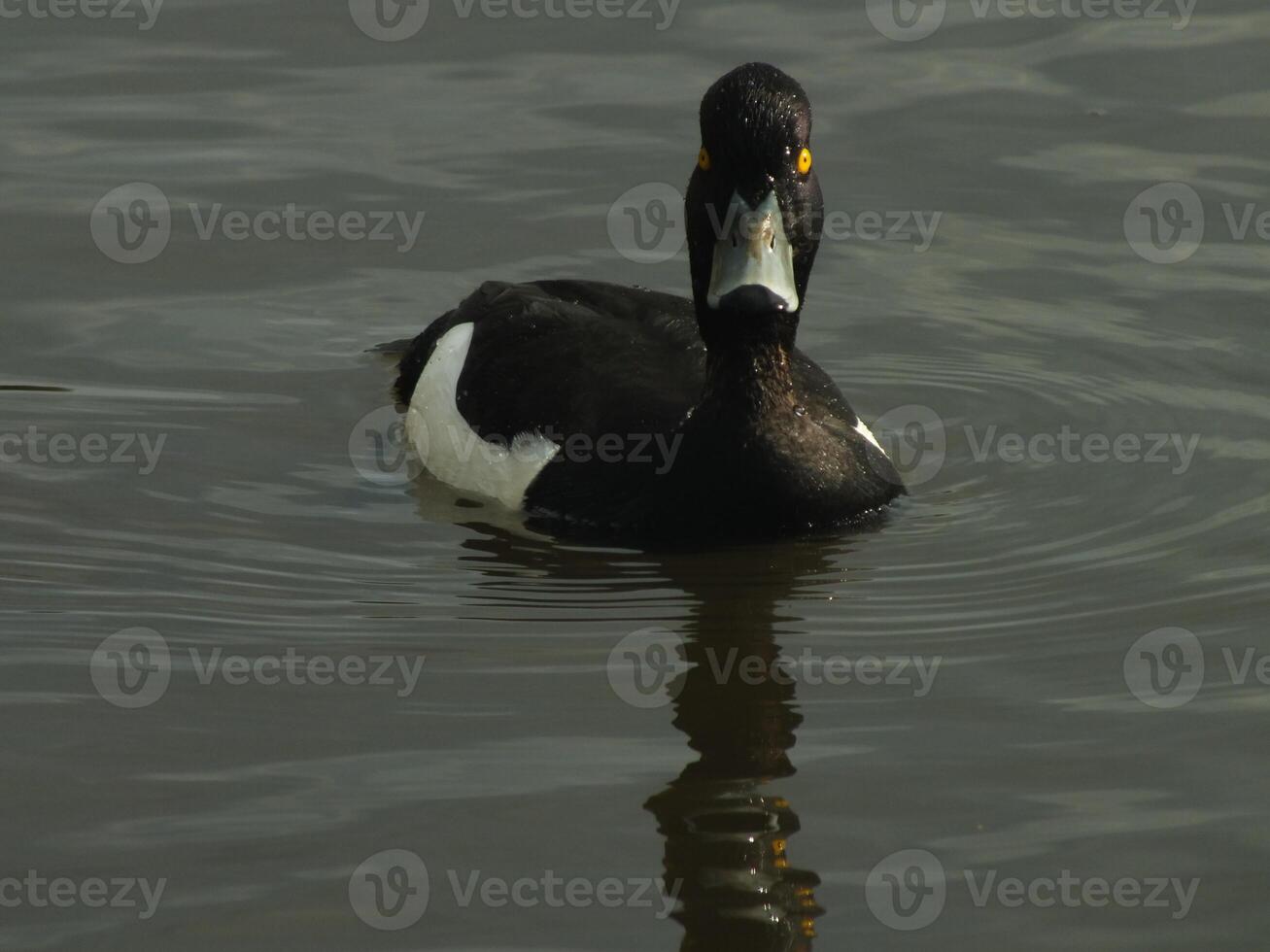 Swimming Tufted Duck 2 photo