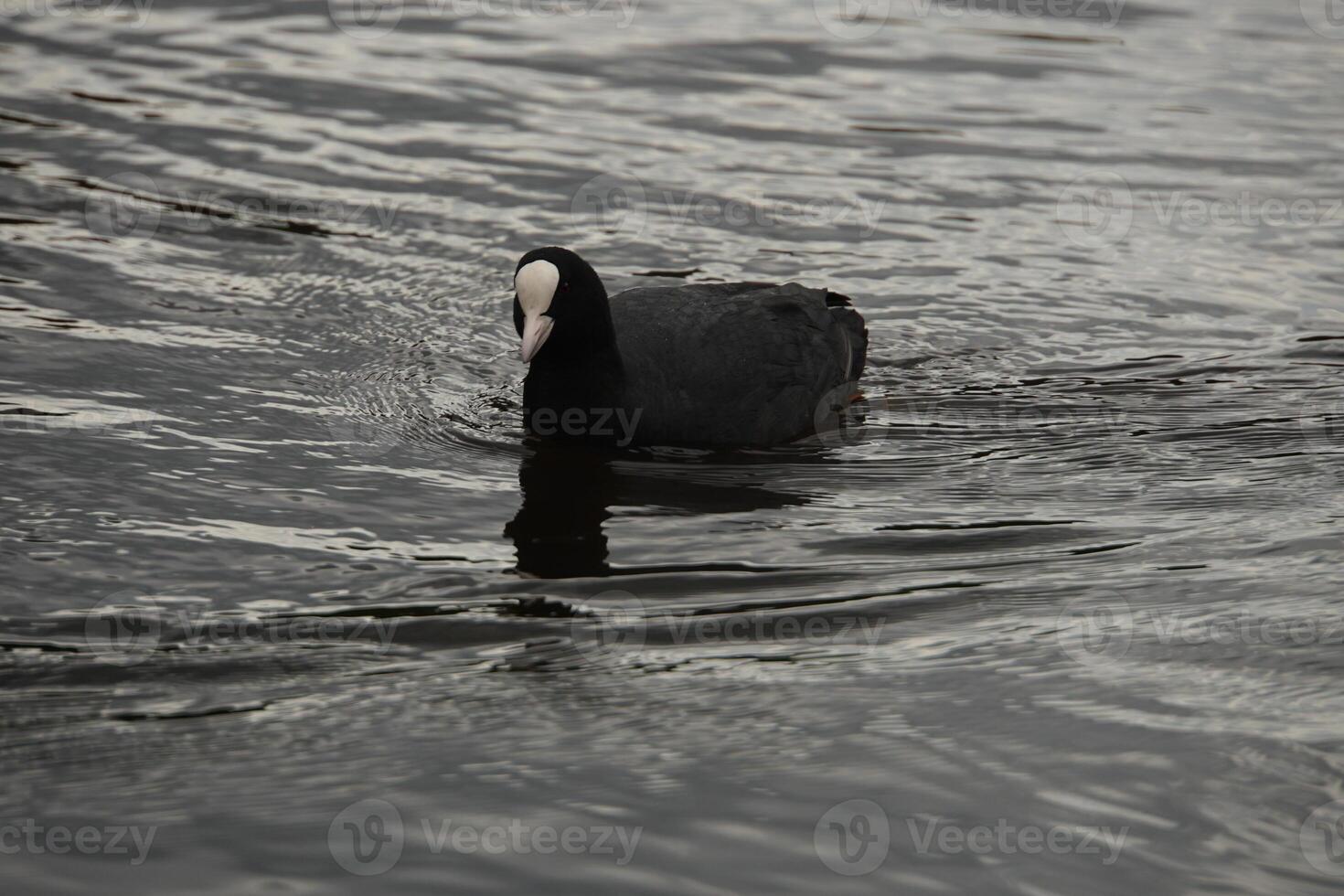 Coot Swimming on a Lake photo