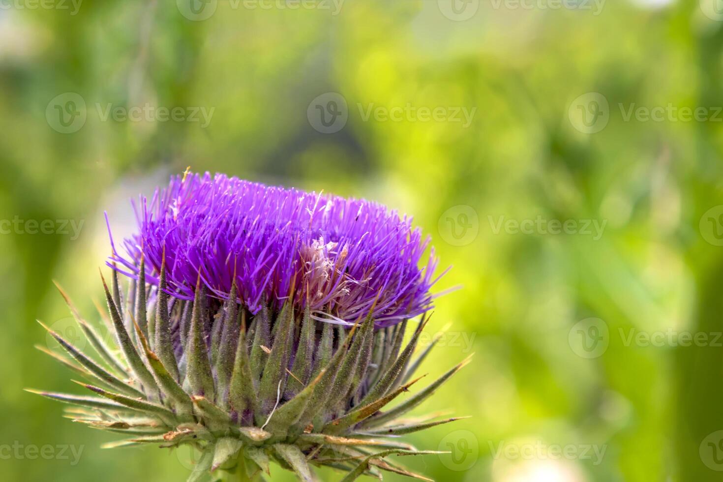 Colorful Wild growing thistle on a green blurred background. Onopordum acanthium photo