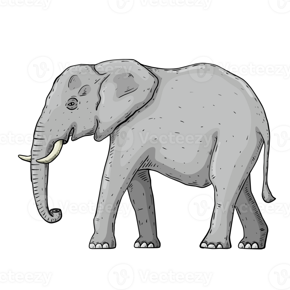 Sketch elephant isolated on white png