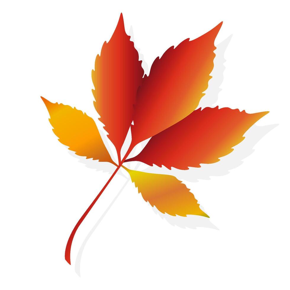 Maple leaf. Autumn leaves. illustration vector