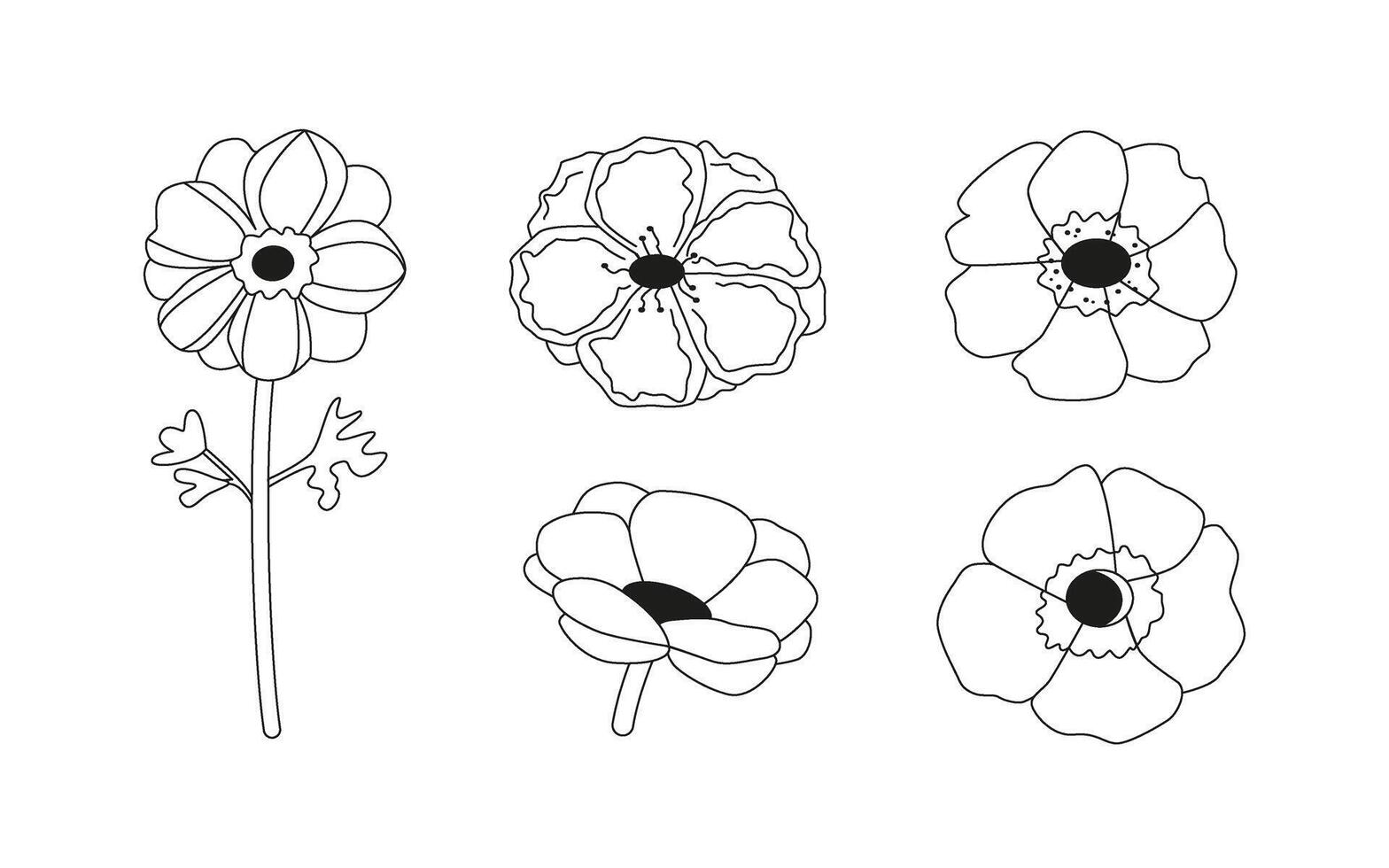 Linear anemone flower clipart. Blooming blossom drawing. Line art, contour, sketch. Summer and spring garden. isolated on white. vector