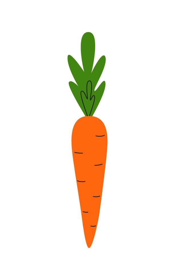 Orange carrot. Doodle and icon isolated on white. Harvest festival. Healthy food. Vegetarian. Veggie. Proper nutrition. . vector