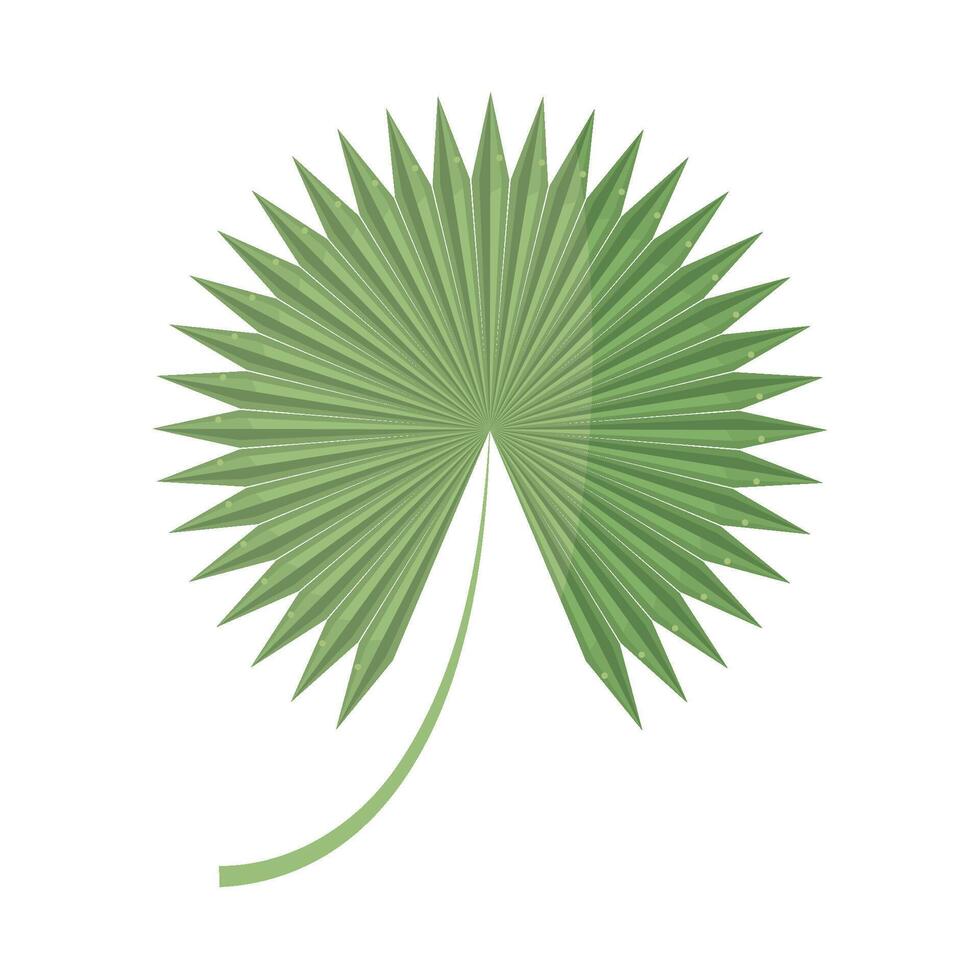 A palm leaf with a green stem and leaves vector